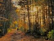 Walking path Ottawa, Pinhey Forest sector of the Greenbelt