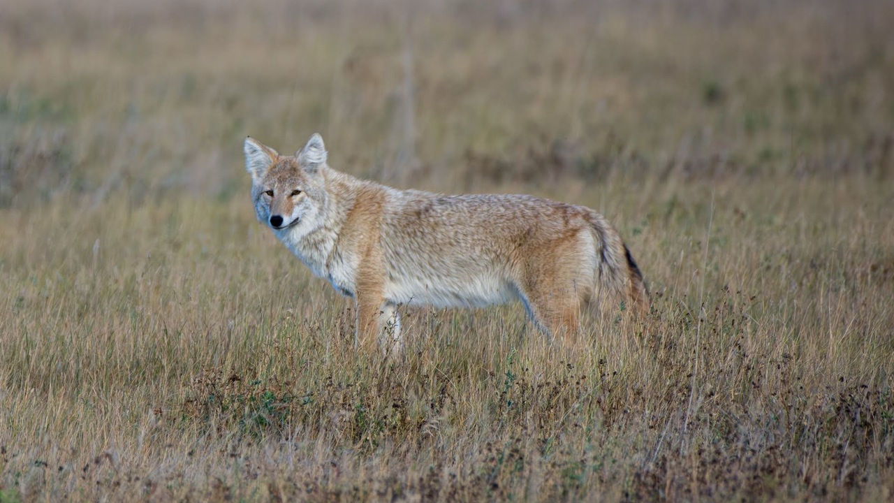 Coyote, Grasslands National Park