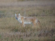 Coyote, Grasslands National Park