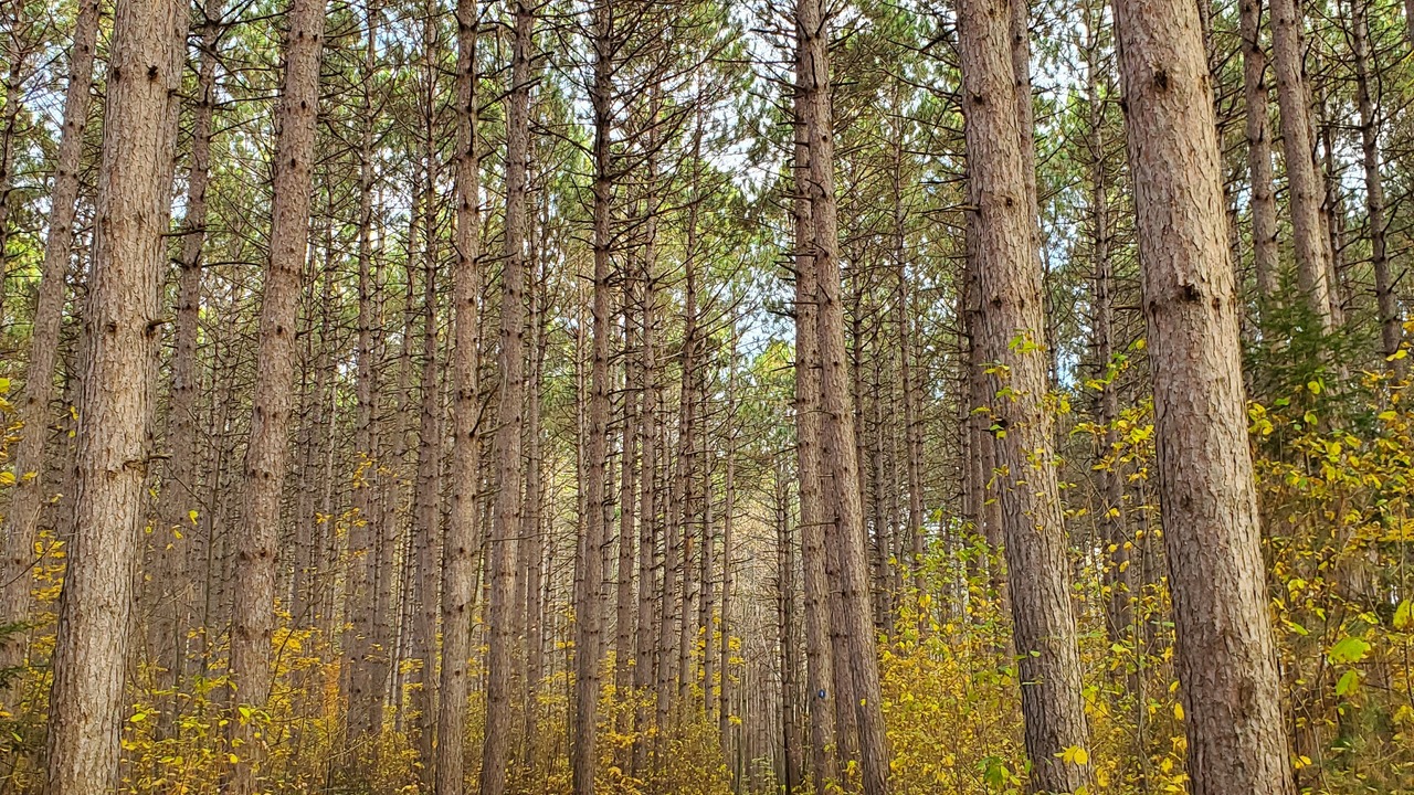 Walking path, Pinhey Forest sector of the Greenbelt, Ottawa
