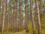Walking path, Pinhey Forest sector of the Greenbelt, Ottawa
