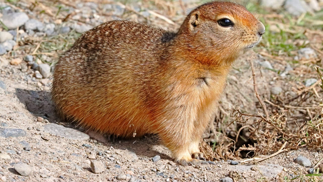 Arctic Ground Squirrel