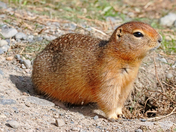 Arctic Ground Squirrel