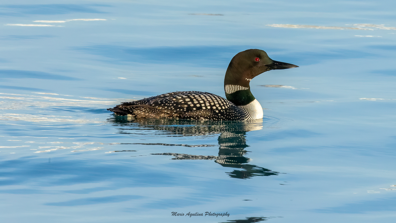 Common Loon! 