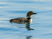 Common Loon! 