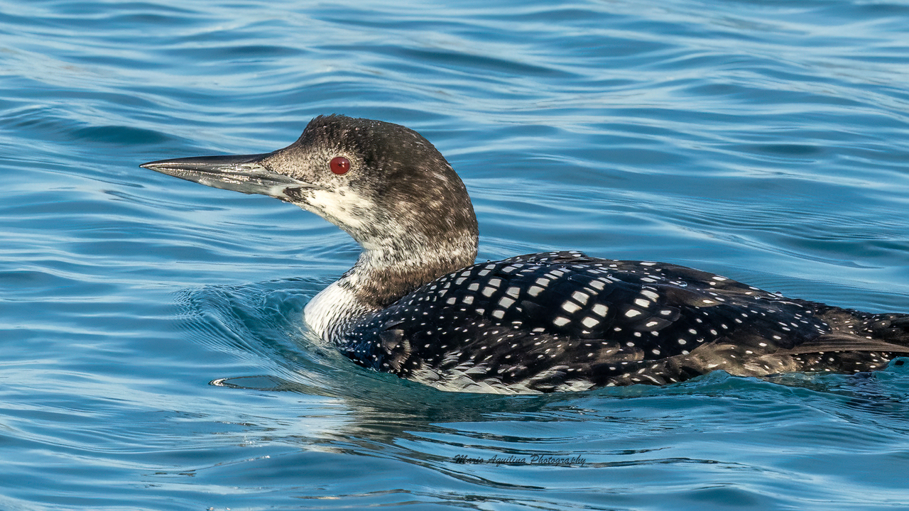 Juvenile Common Loon