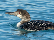 Juvenile Common Loon