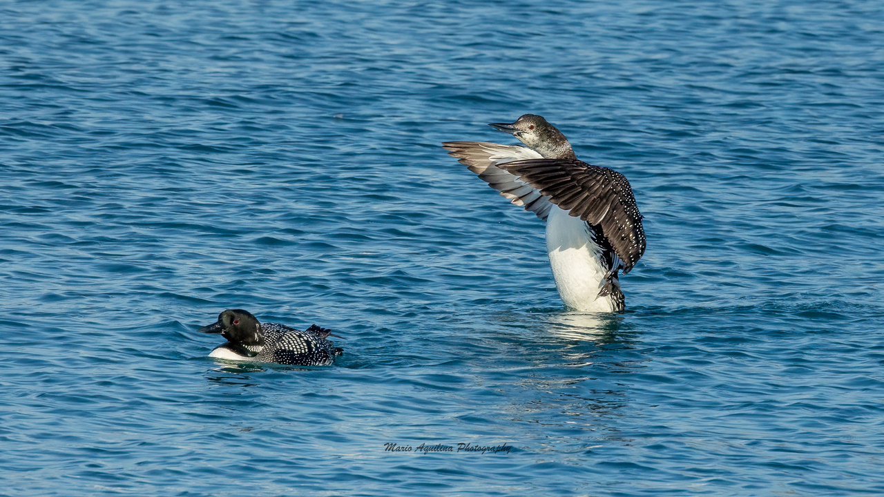 Common Loon spreads its wings!  
