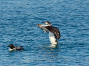 Common Loon spreads its wings!  