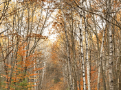 Path through the forest