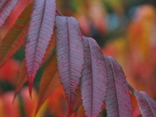 sumac autumn colour
