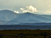 horse in pasture with Alberta Mountain
