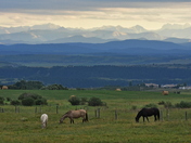 Horses Grazing with rocky mountains