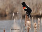 red winged black bird calling