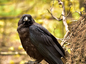 Juvenile crow