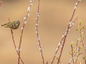 Be One With The Willows