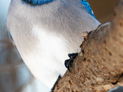 Self portrait of a blue jay 