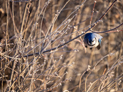 Blue jay in flight