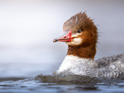 Common Merganser