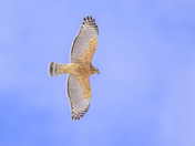 Red-shouldered Hawk