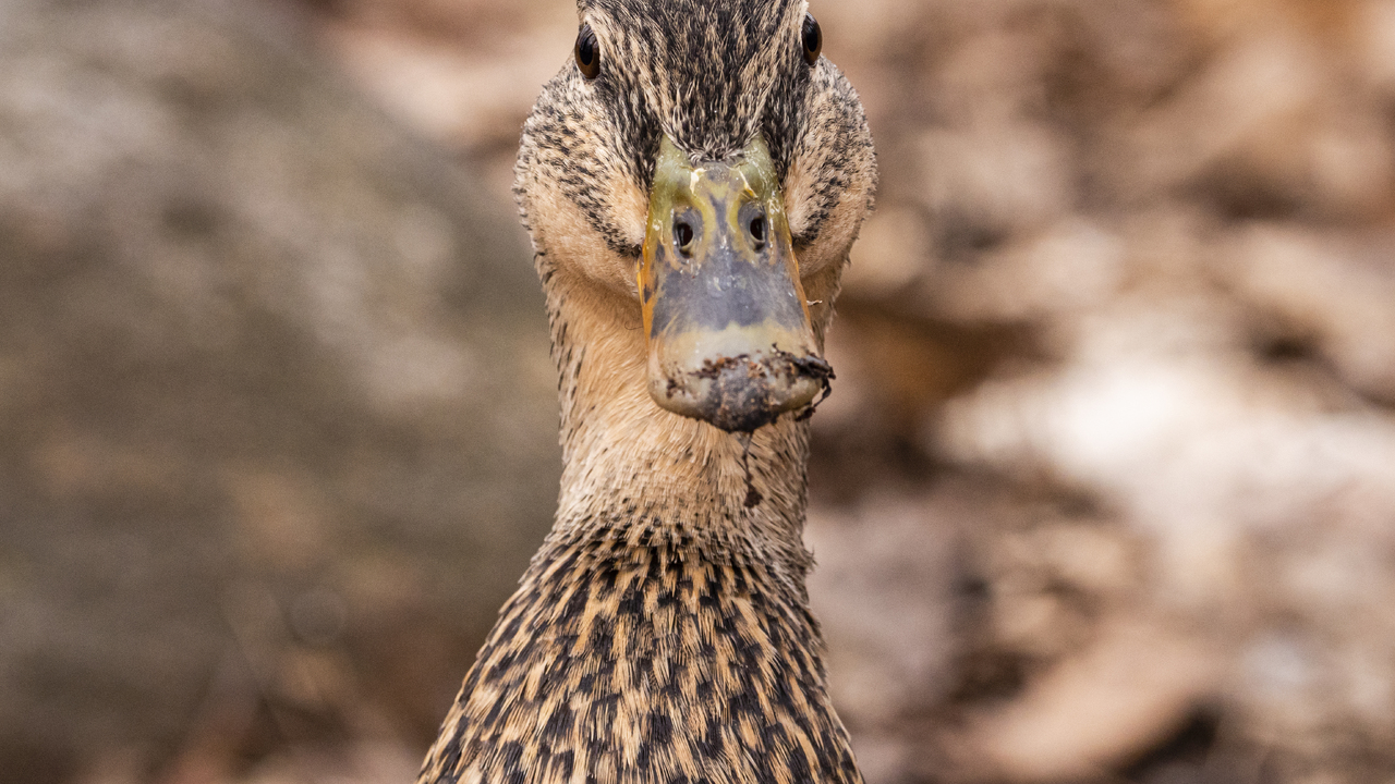 Female Mallard, Close-up
