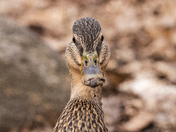 Female Mallard, Close-up