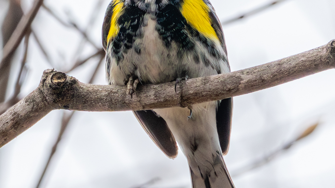 Yellow-rumped Warbler