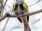 Yellow-rumped Warbler