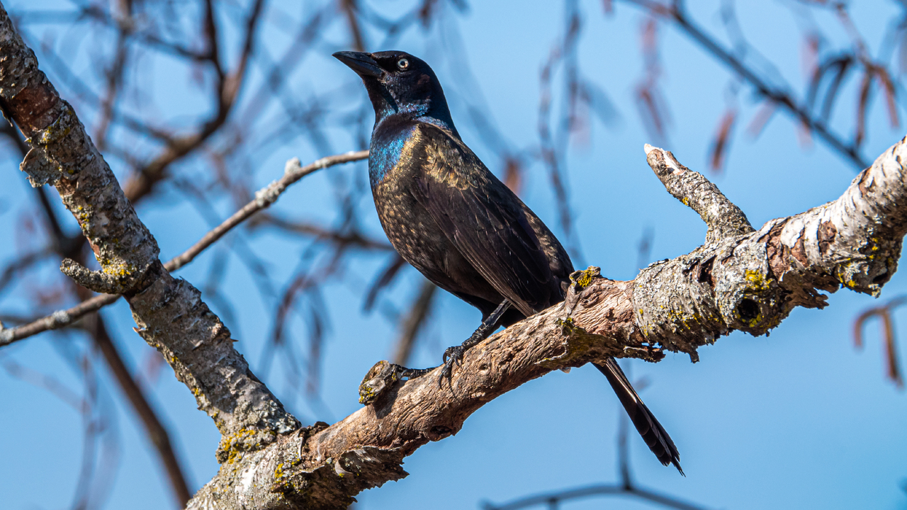 Common Grackle