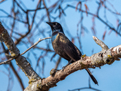 Common Grackle