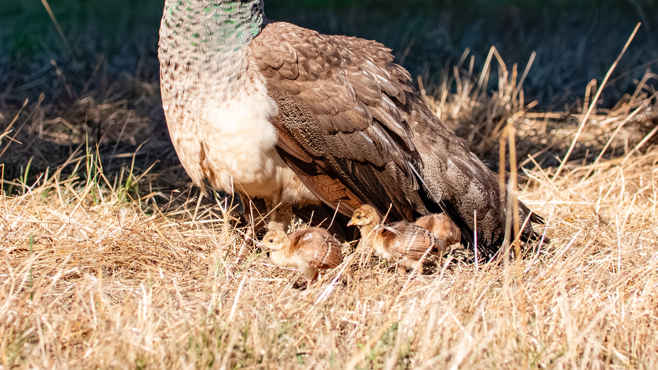 Momma Peacock & Chicks
