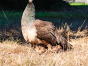 Momma Peacock & Chicks