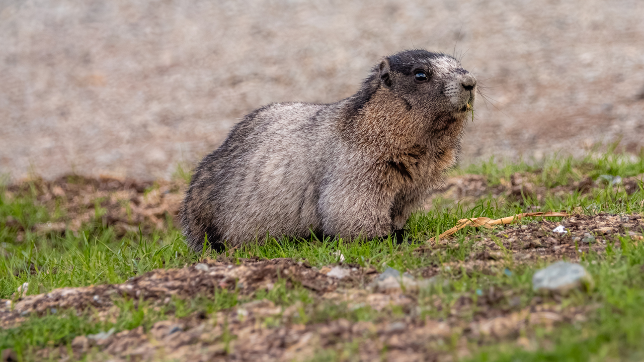 Marmot