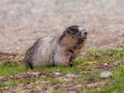 Marmot