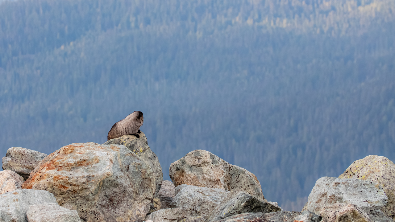 Marmot Enjoying the View