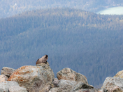 Marmot Enjoying the View