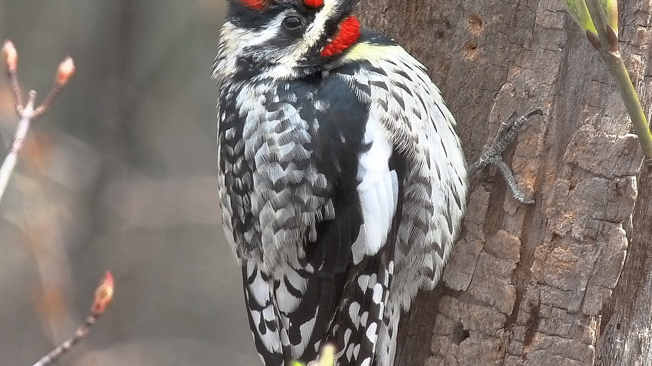 Spotted Woodpecker with Yellow Tail