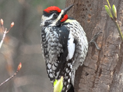 Spotted Woodpecker with Yellow Tail