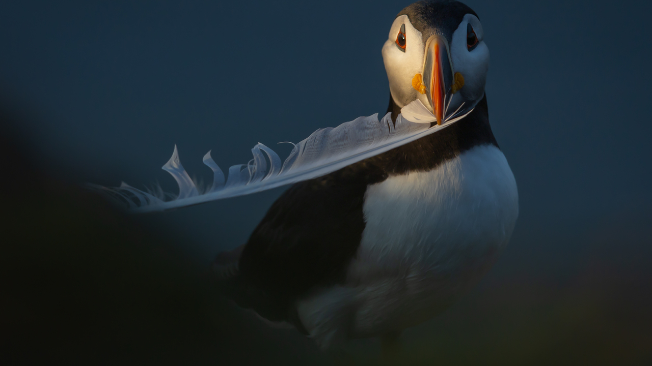 Gull-ible Puffin 