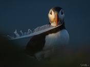 Gull-ible Puffin 