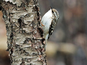 Brown Creeper On Tree Trunk