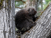 Porcupine