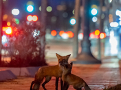 Tender moment under City lights