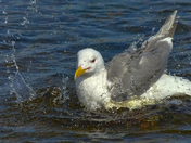 Western Gull