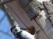 THE SPOTTED WOODPECKER