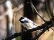 National Bird of New Brunswick 