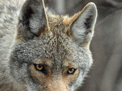 Eastern Coyote