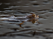 Green Frog at Dusk