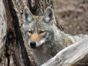 Eastern Coyote
