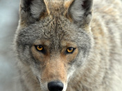 Eastern Coyote